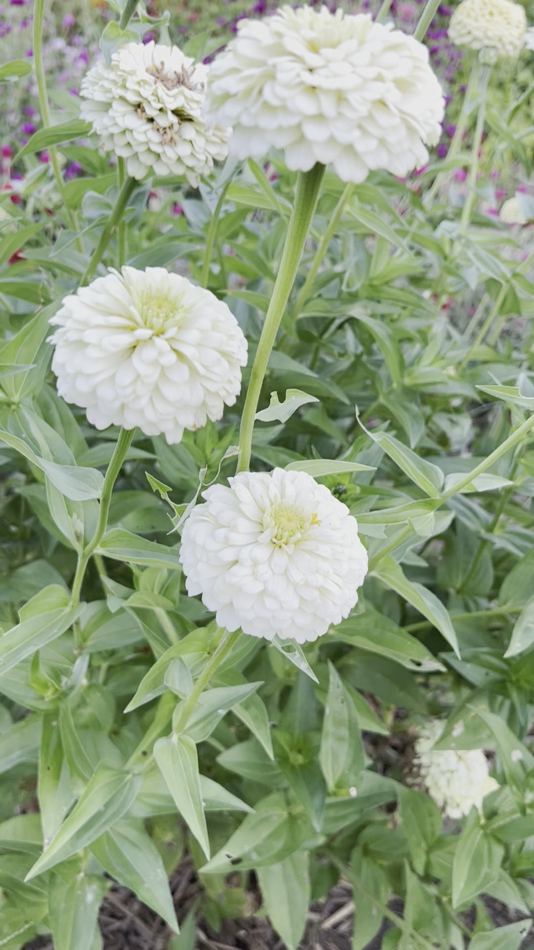 Oklahoma Ivory Zinnia, Creamy Double Zinnia Perfect for Cut