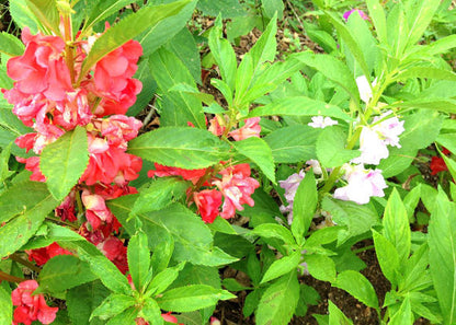 Mixed Colors Balsam Seeds Annual Impatiens
