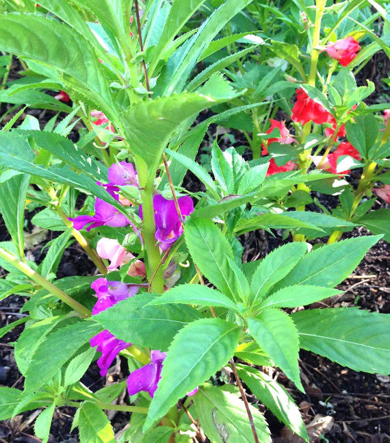 Balsam Seeds Mixed Colors Seed