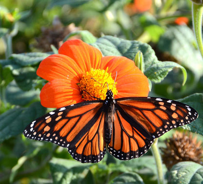 butterfly garden seed Butterfly Garden Seed Kit, Easy to Grow Butterfly Garden, Seeds and Growing Supplies