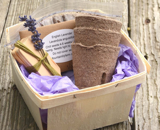 Organic Lavender Garden Kit