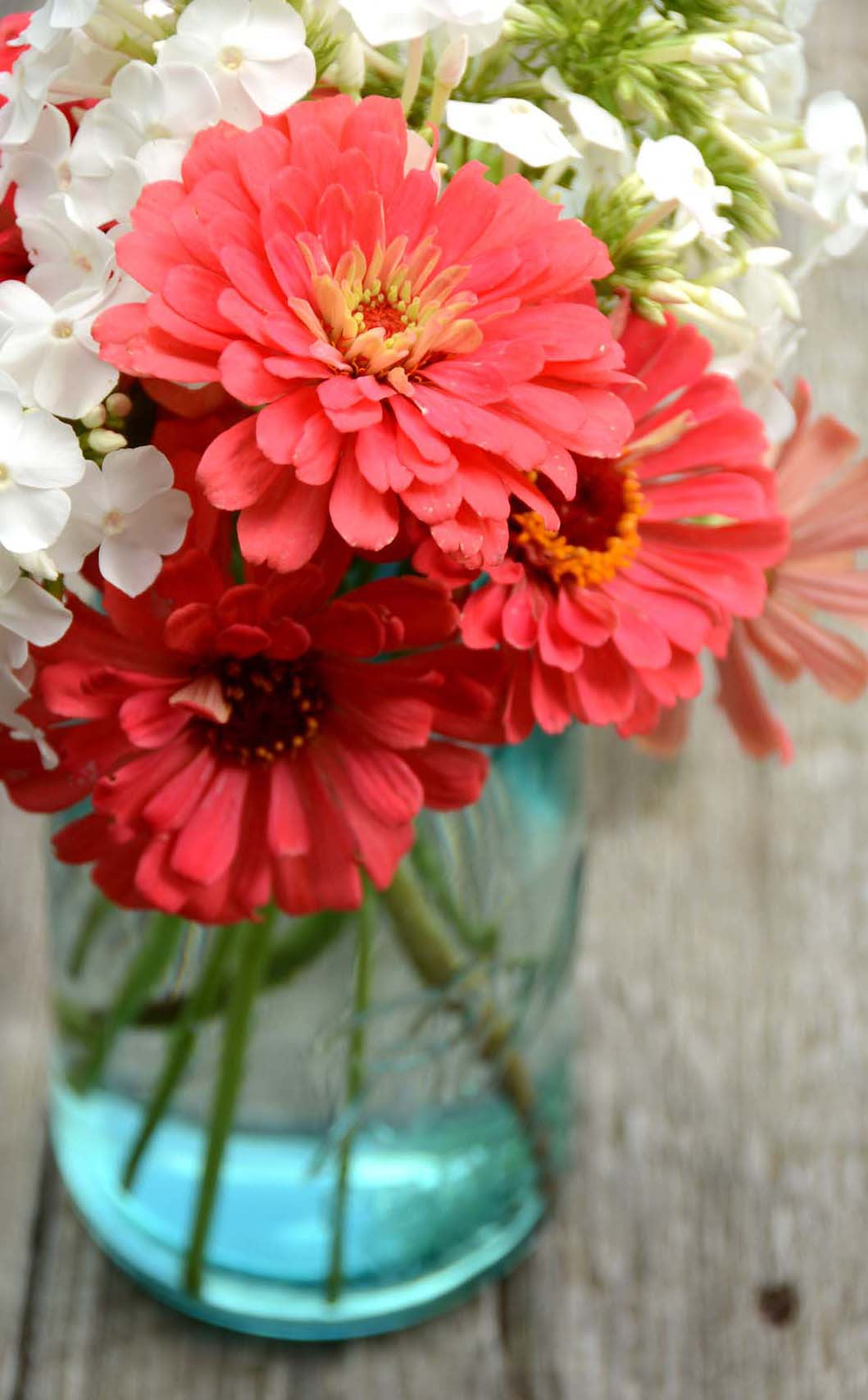 Heirloom Zinnia Coral Zinnia