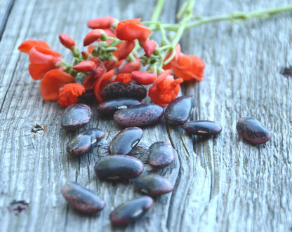 Scarlet Emperor Runner Beans Heirloom Pole Beans Great For Hummingbird Gardens