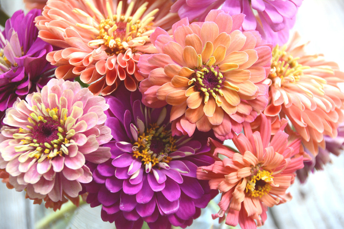 Mixed Zinnia Seeds in Pastel Colors