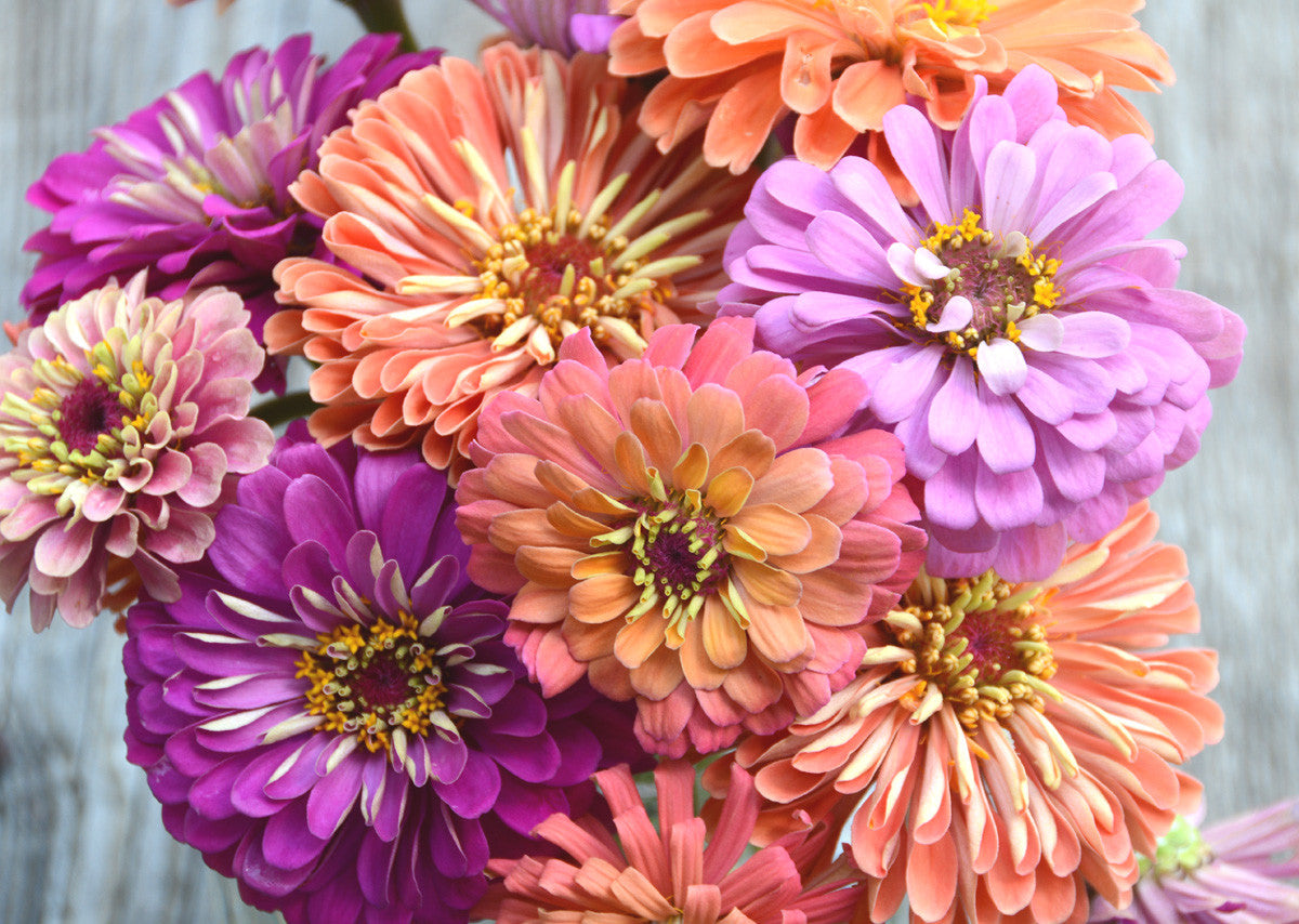 Mountainlily Farm Mixed Zinnia Seeds