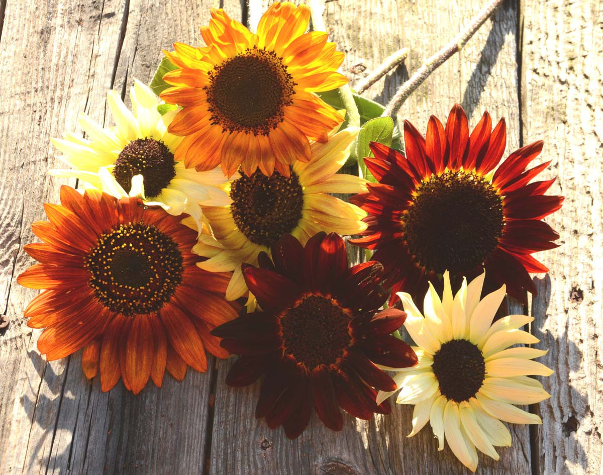 mixed heirloom sunflower seeds