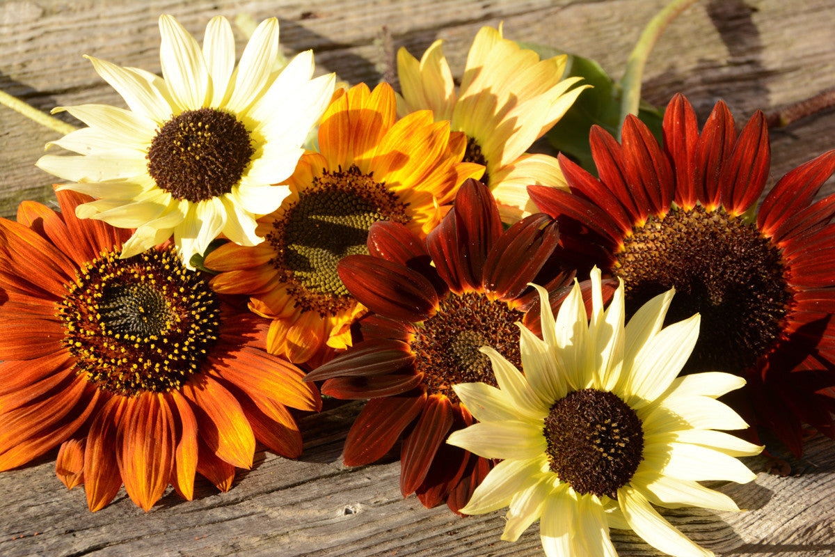 Mixed Varieties of Heirloom Sunflowers