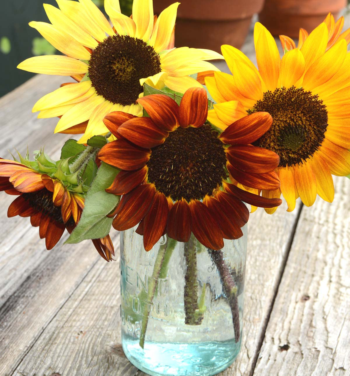 Heirloom Sunflower Autumn Beauty