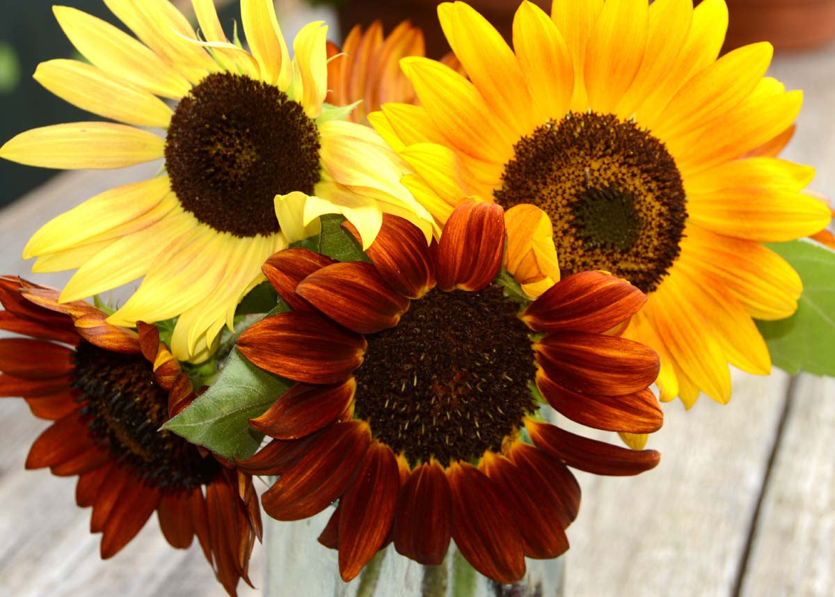 Red and Gold Sunflower Autumn Beauty Sunflower Seeds