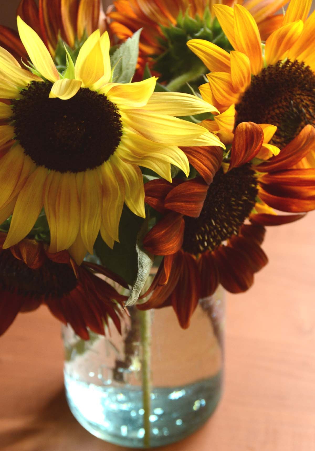 Mixed Sunflowers Autumn Beauty