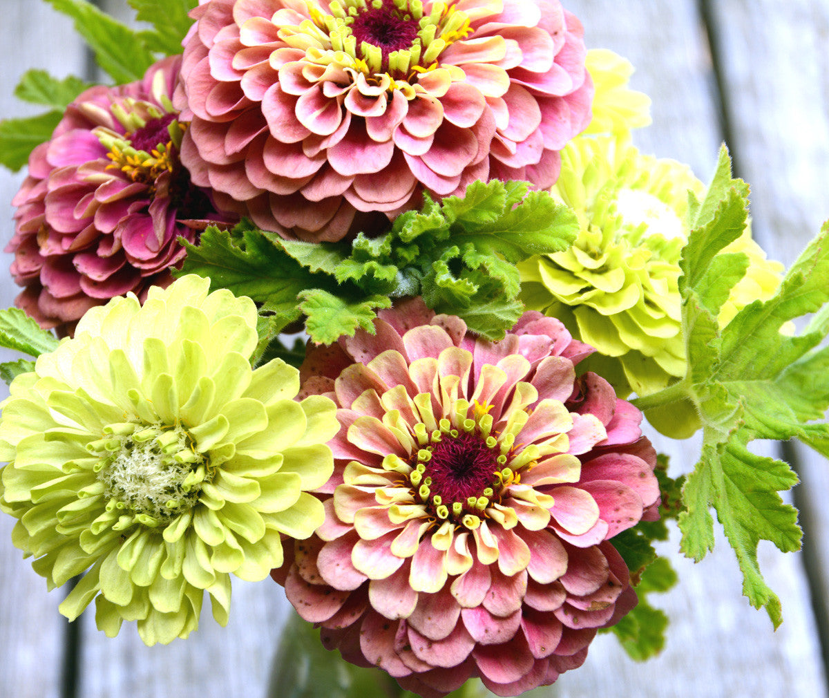 Queen Zinnia seeds 