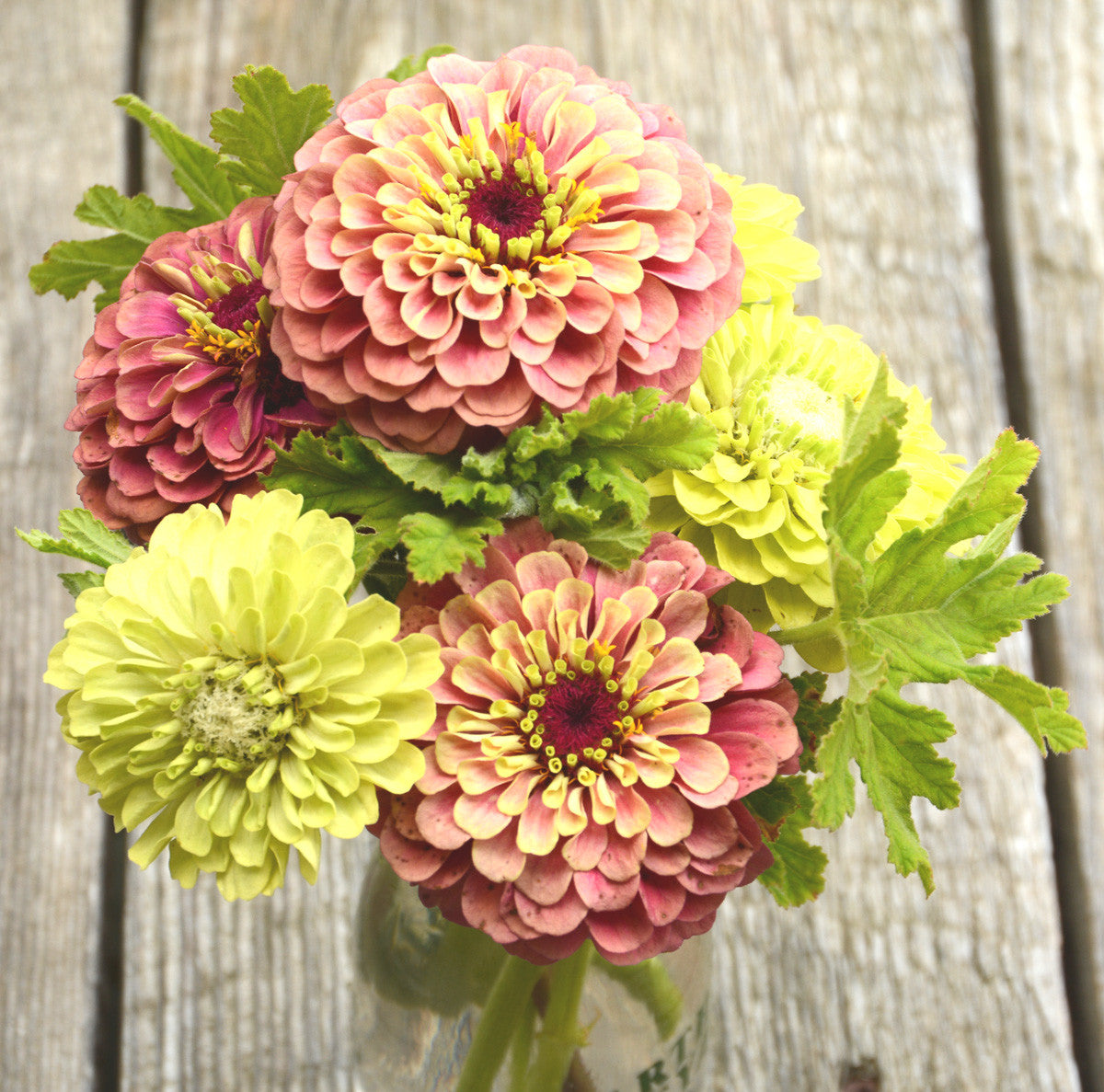 Queen Red Liime Zinnia Benary's Giant Lime Zinnia