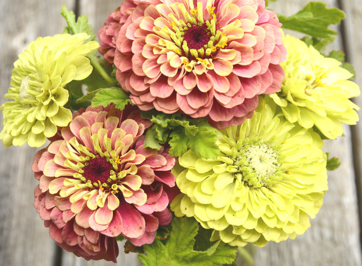 Giant Lime Zinnia and Queen Red Lime Zinnia Seeds