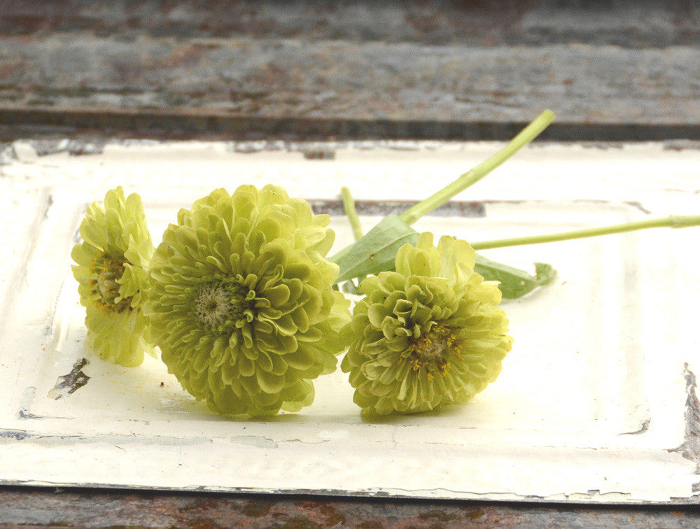 Benary's Giant Lime Zinnia Seeds 