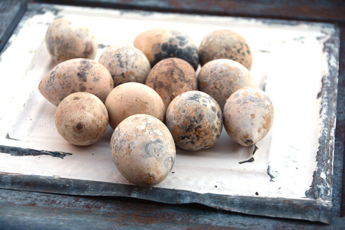 Rustic Gourds Nest Egg Gourd Seeds