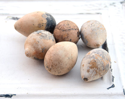 Egg Gourd Seeds