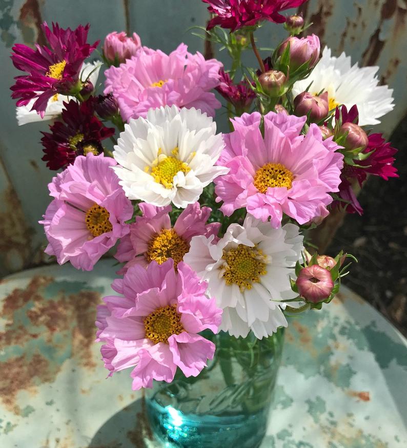 Double Cosmos Flower Seeds in Mixed Colors