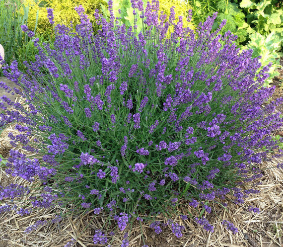 English Lavender in the Herb Garden