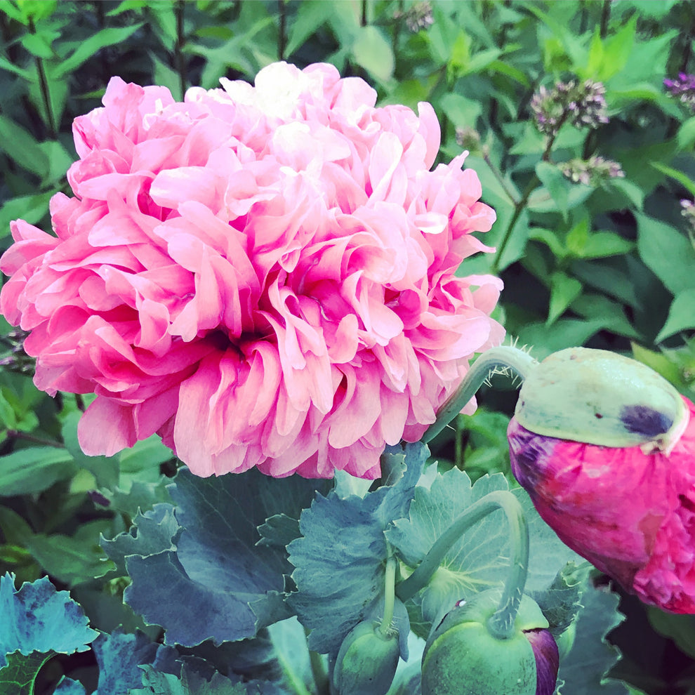 Double Pink Peony Poppy Seeds, Pink Flowering Double Poppy ...