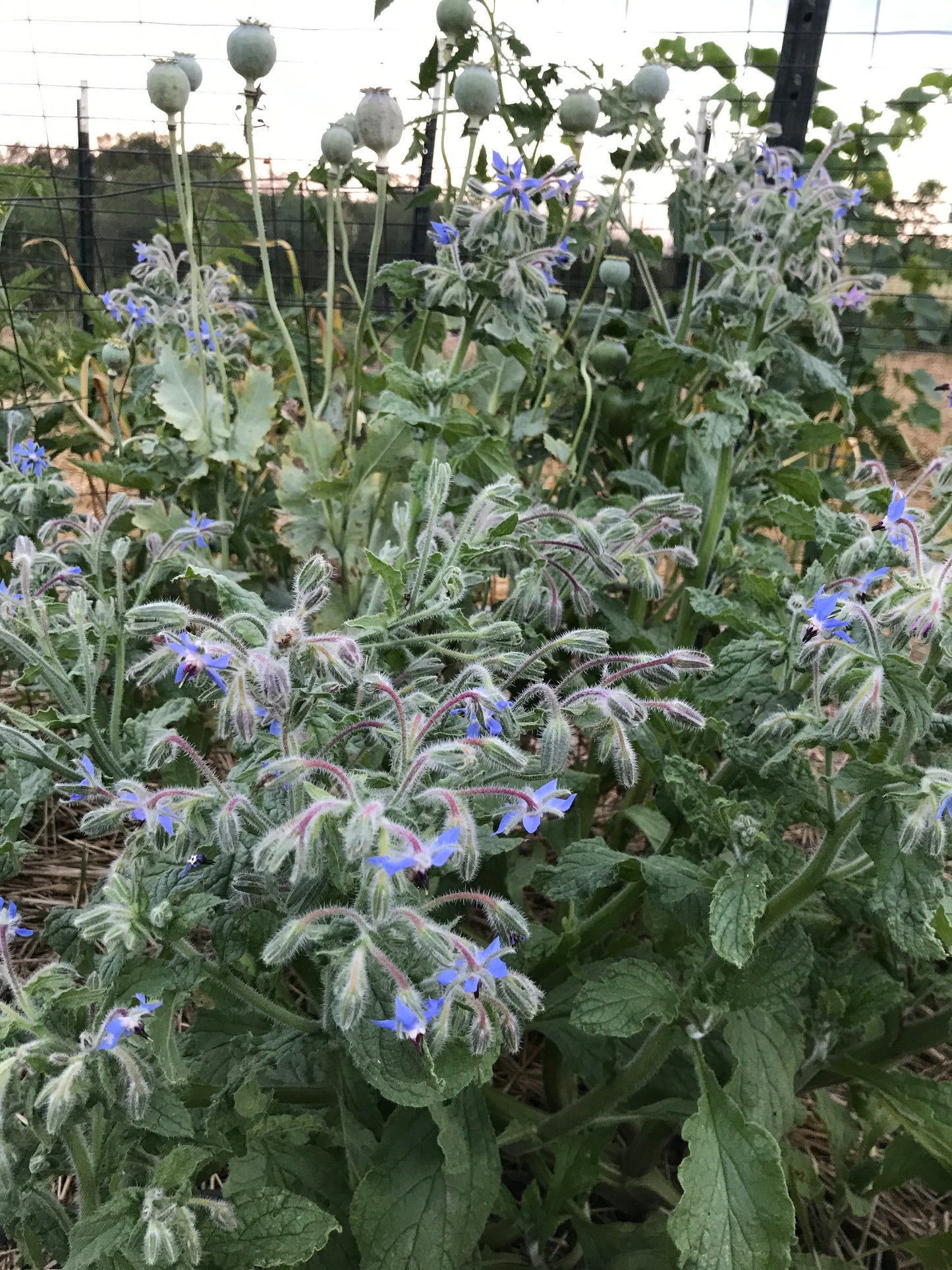 Borage Seeds, Borago officinalis, Herb Garden Favorite