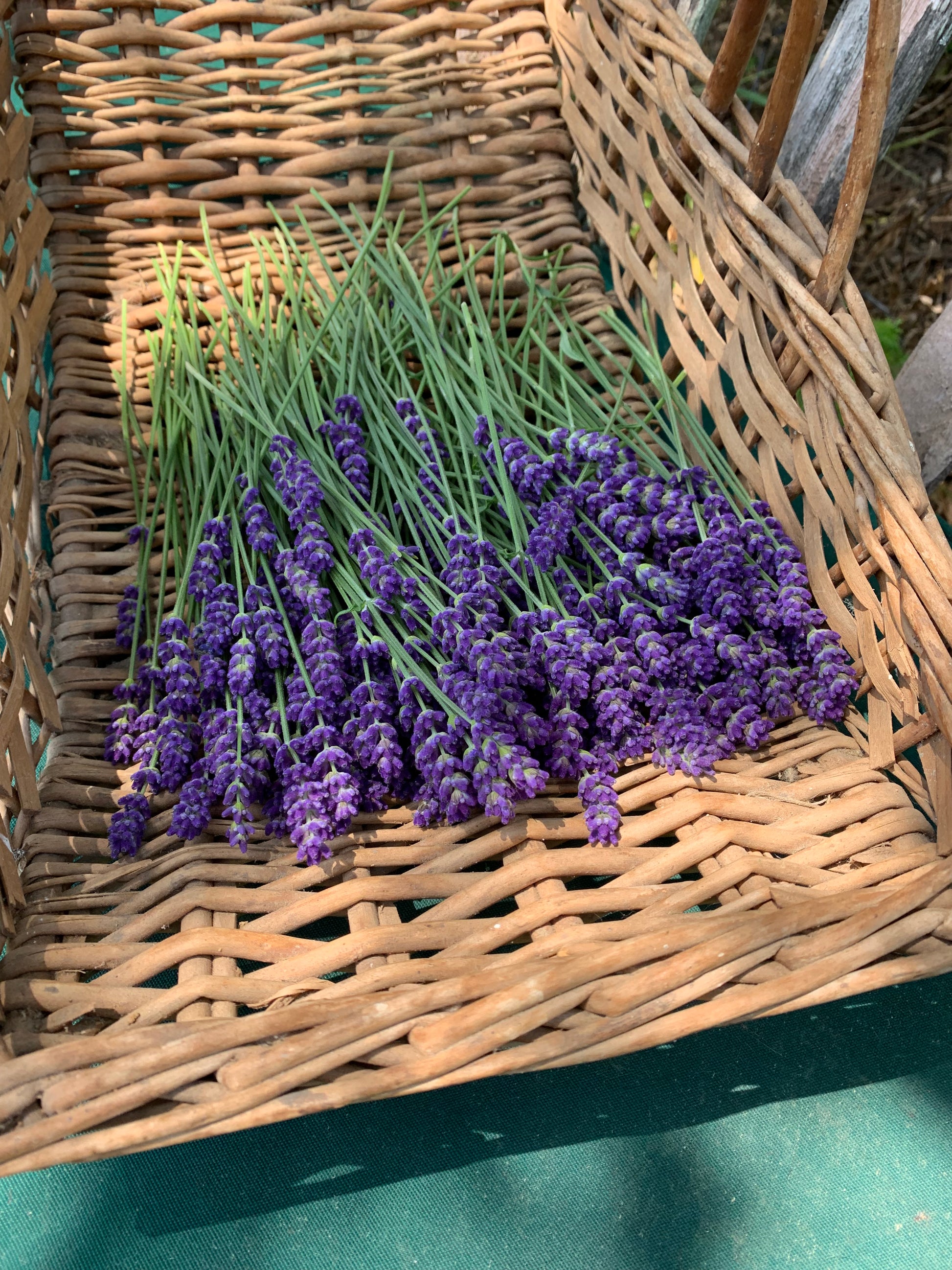 English Lavender ready for drying