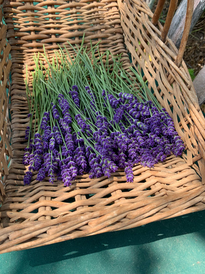 lavender flower garden kit English Lavender Seed Kit, Growing Supplies and Lavender Seeds in Gift – Mountainlily Farm