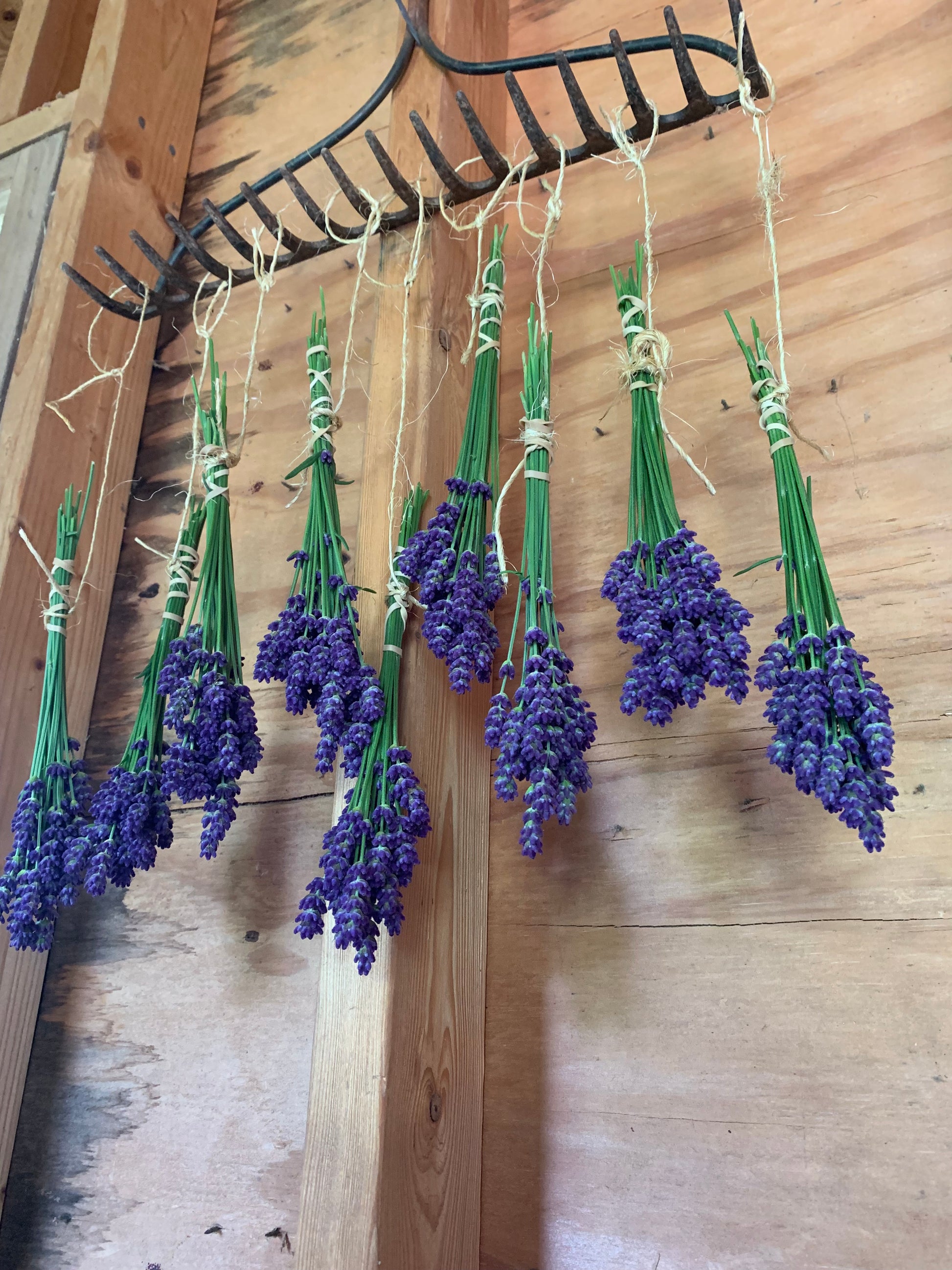 Lavender flowers drying in potting shed