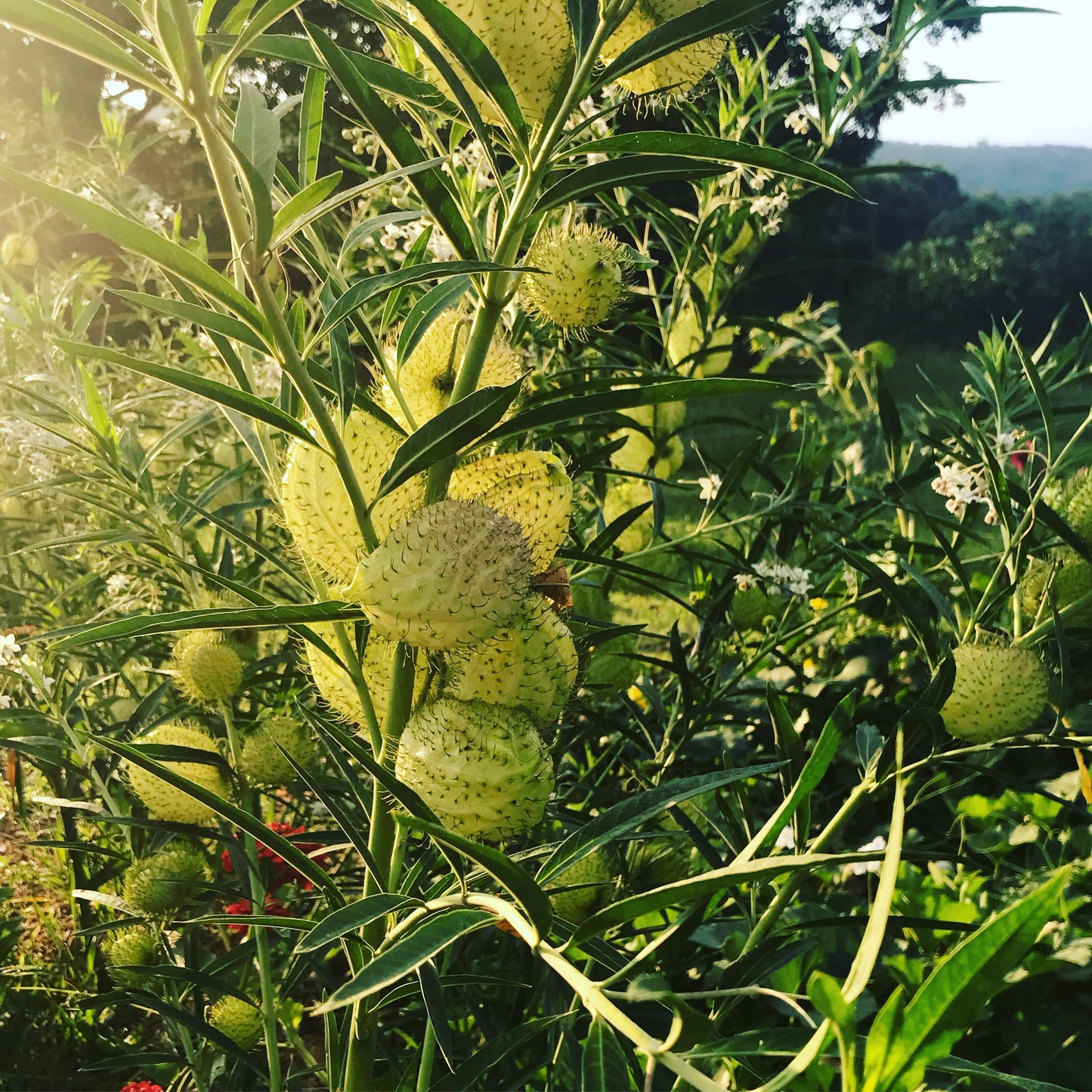 The unusual seedpods of Hairy Balls milkweed or balloon miklweed