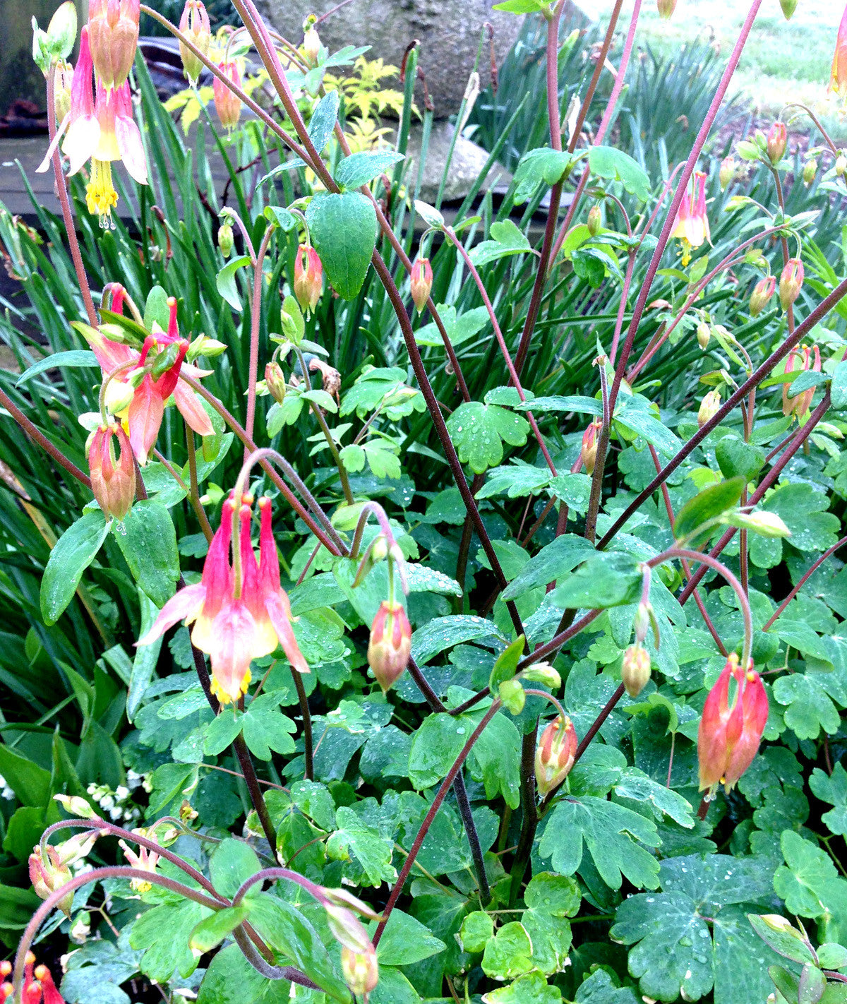 Aquilegia canadensis Red Flowered Columbines Native Plants
