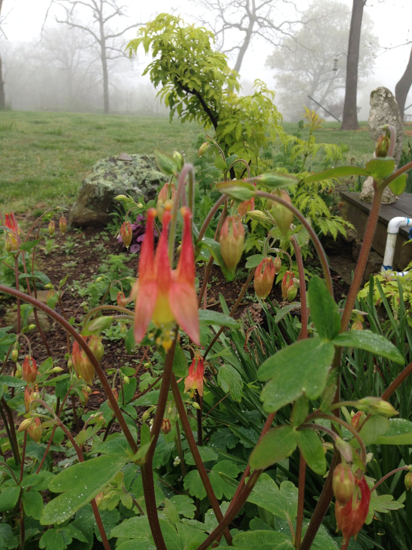 Columbine Seeds,  Mixed Colors of Aquilegia, Shade Garden Perennial