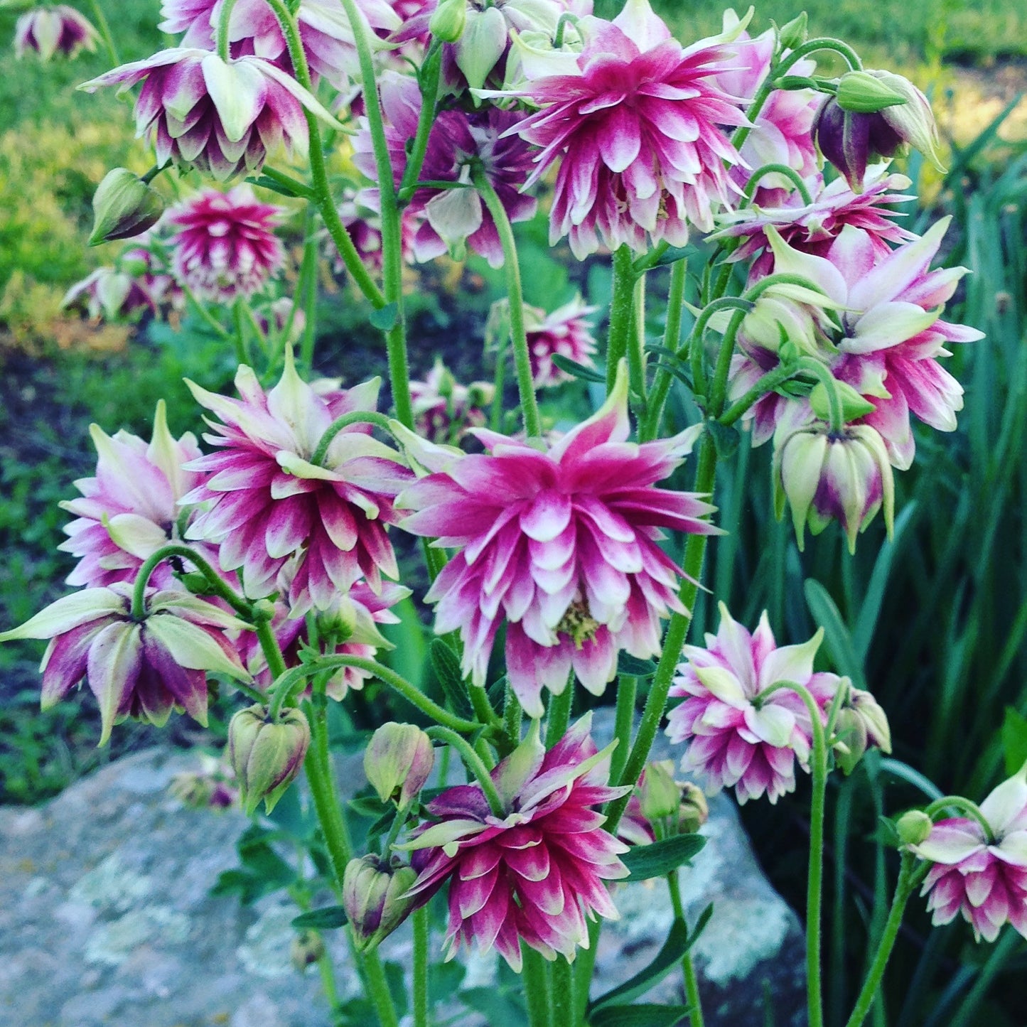 Double columbine flower seeds