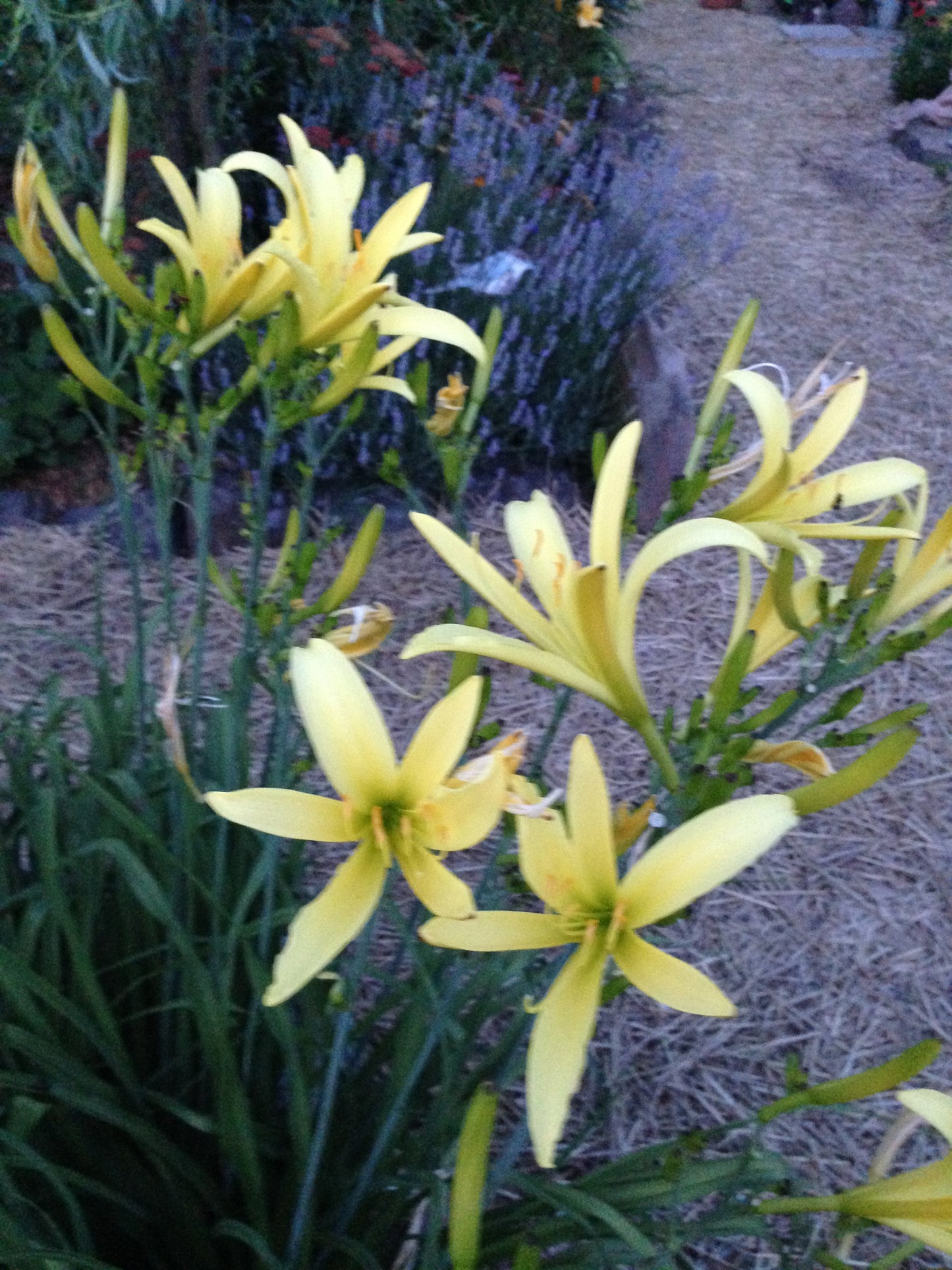 Evening Garden Night Blooming Daylily