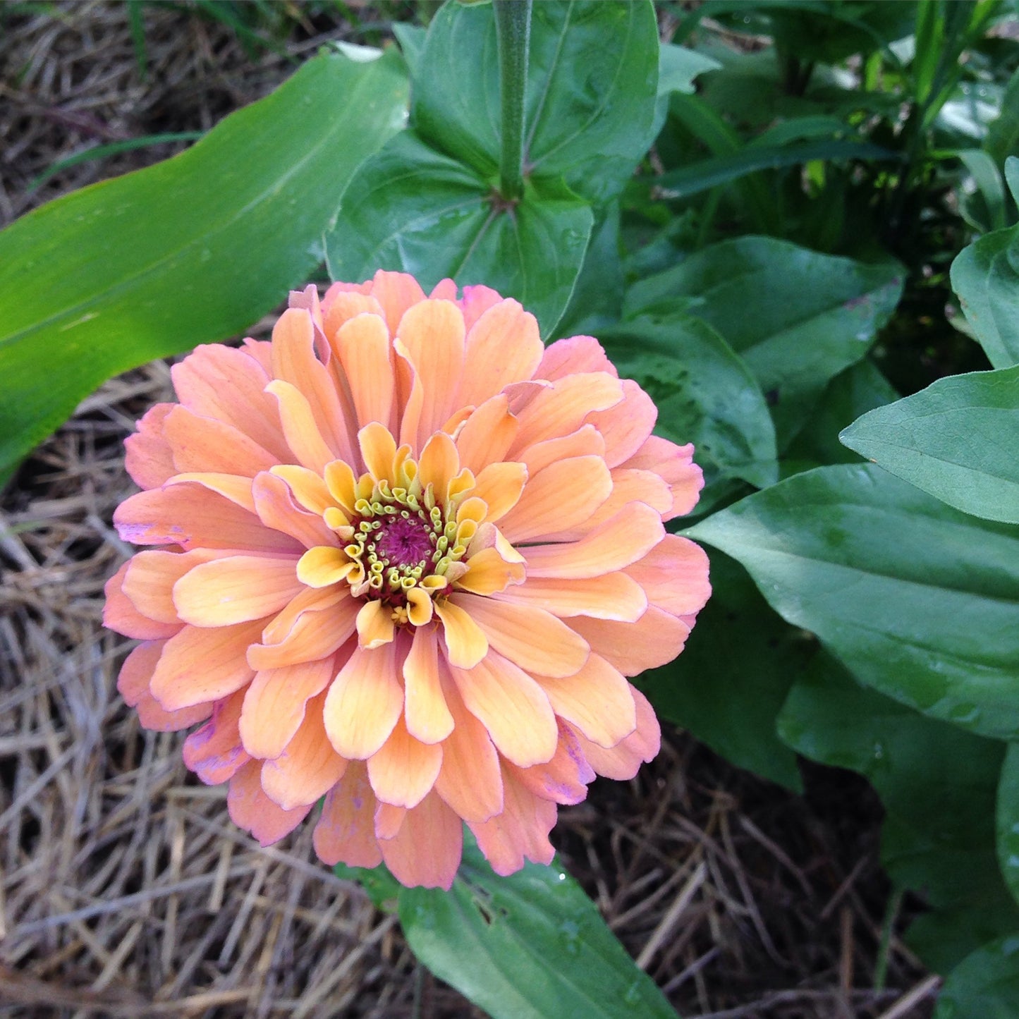 Heirloom Zinnia Seeds in Pastel Shades