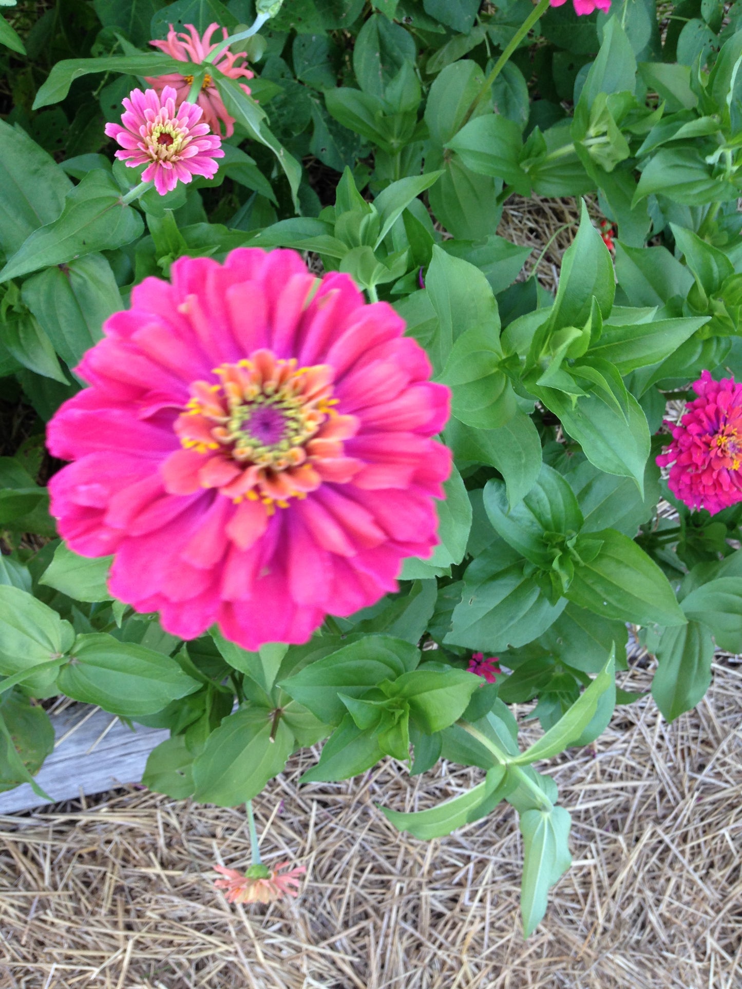 Pink Zinnia Seeds Heirloom Zinnias