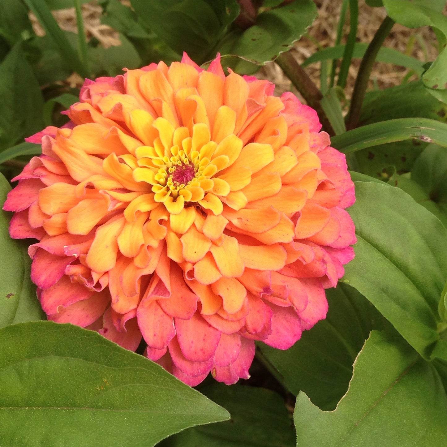 Zinnias in Mixed Colors Great for Cut Flower Gardens