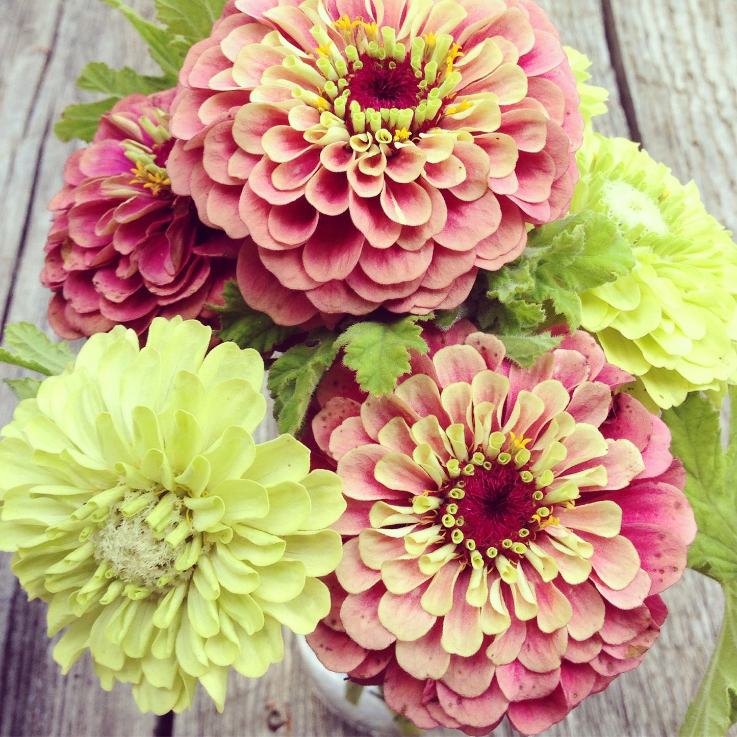 Heirloom Zinnias Two Varieties of Seeds