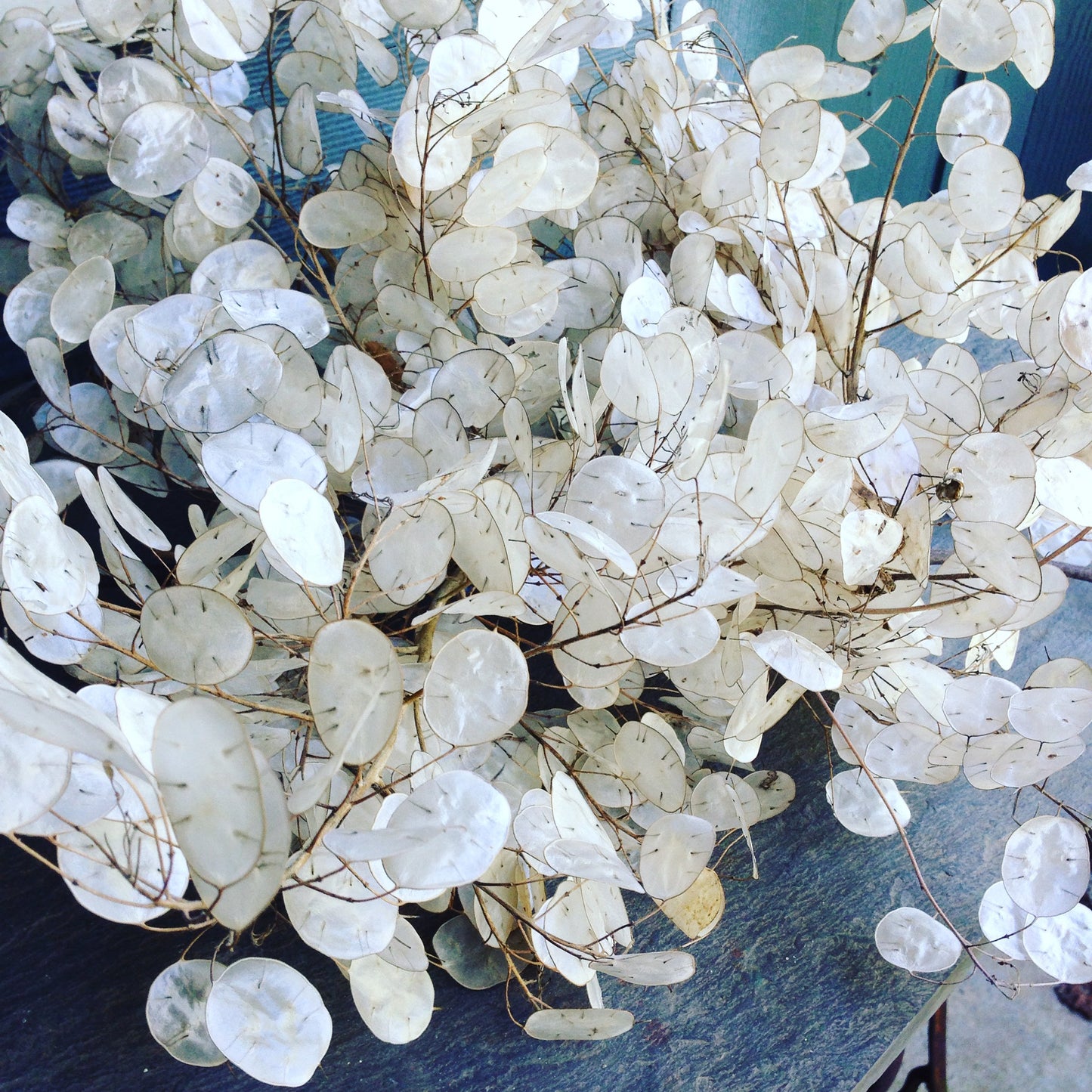 Money Plant Seed Lunaria Dried Flower Seed Pods