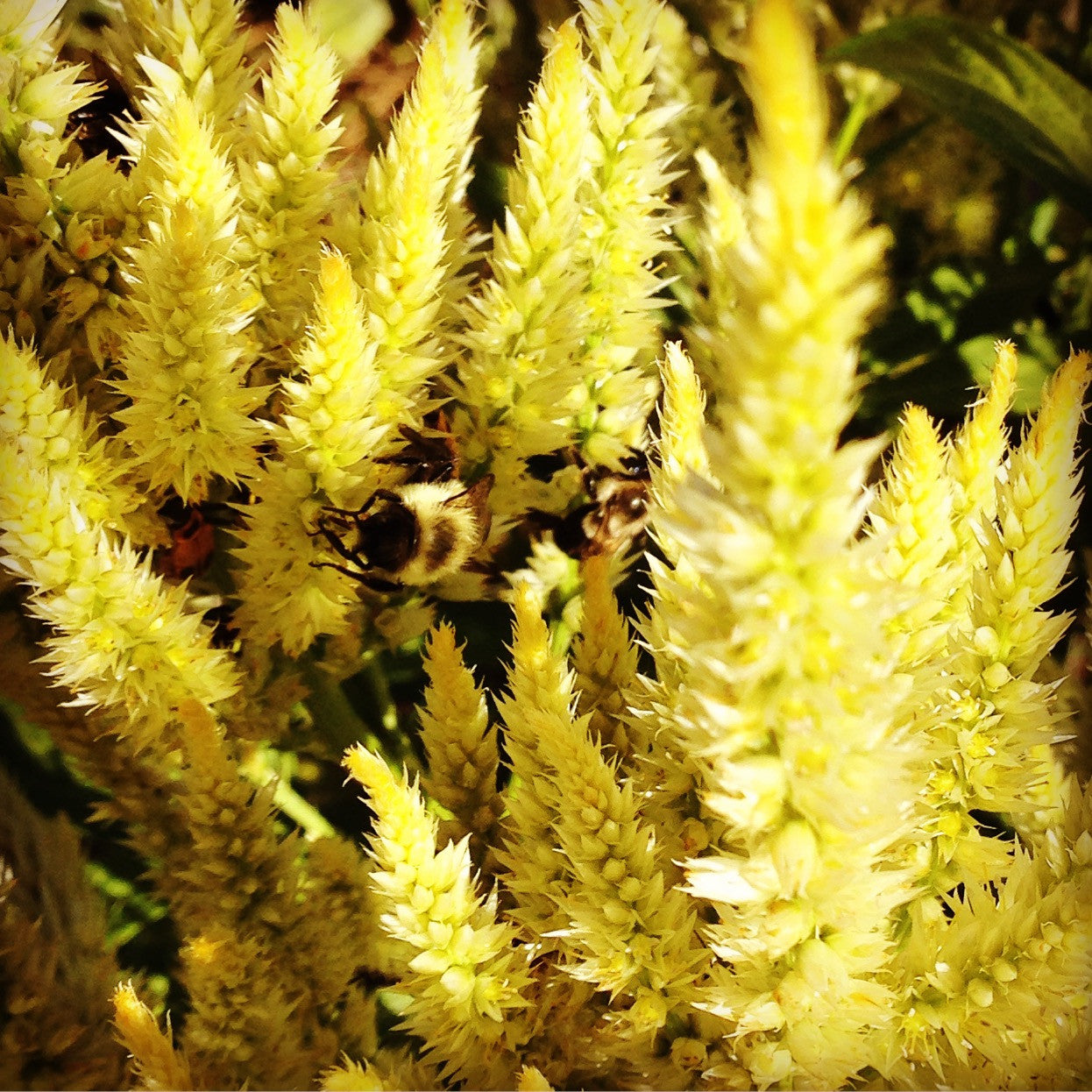 Yellow Wheat Celosia spicata 