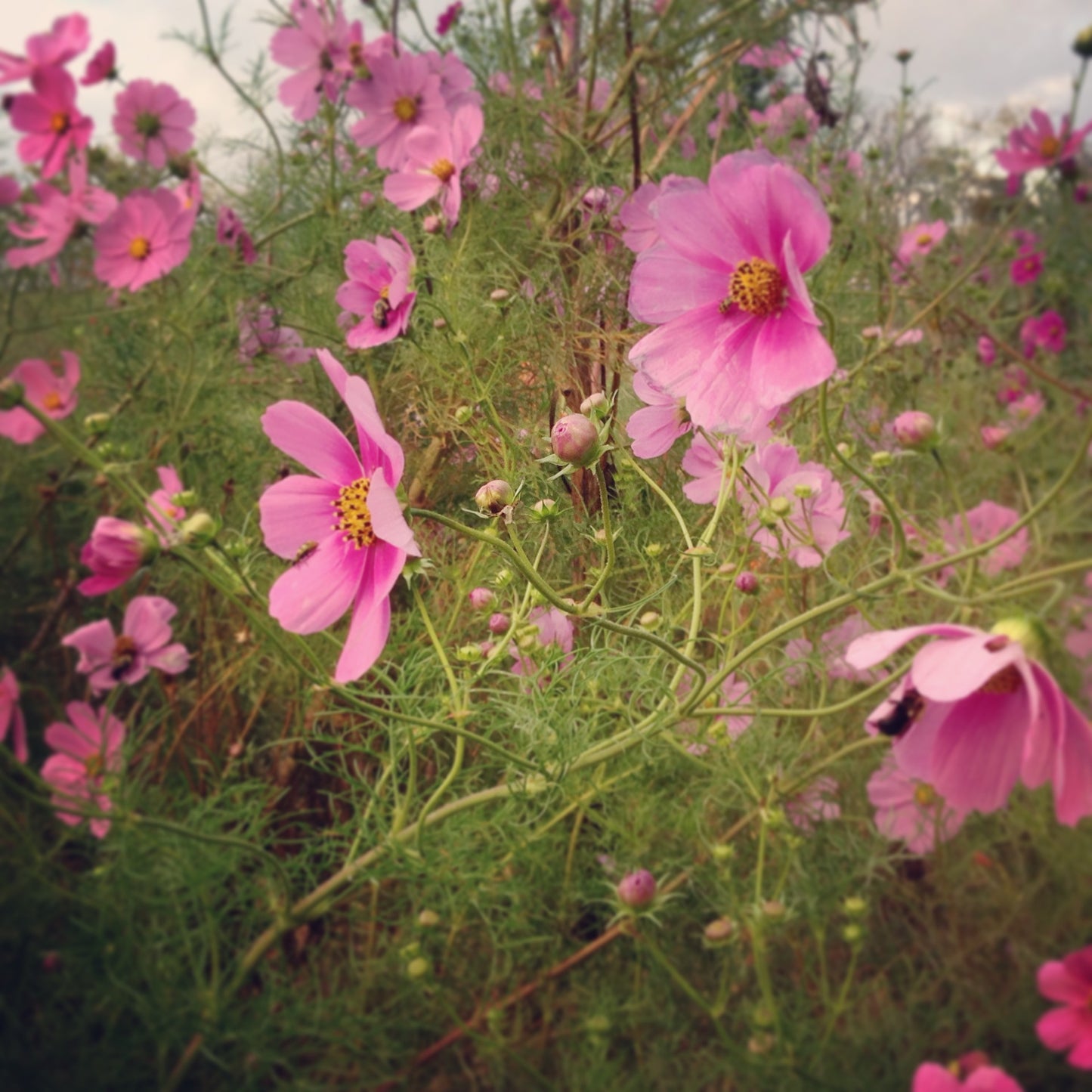 Pink Cosmos Wildflower Seeds