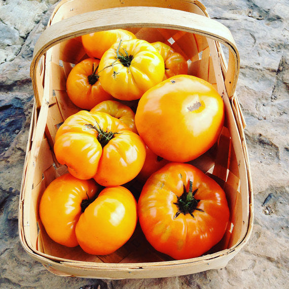 Orange Tomato Heirloom Tomato Seeds