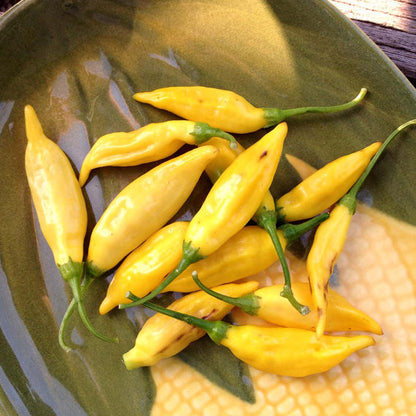 Aji Limon Peppers also known as Lemon Drop Peppers