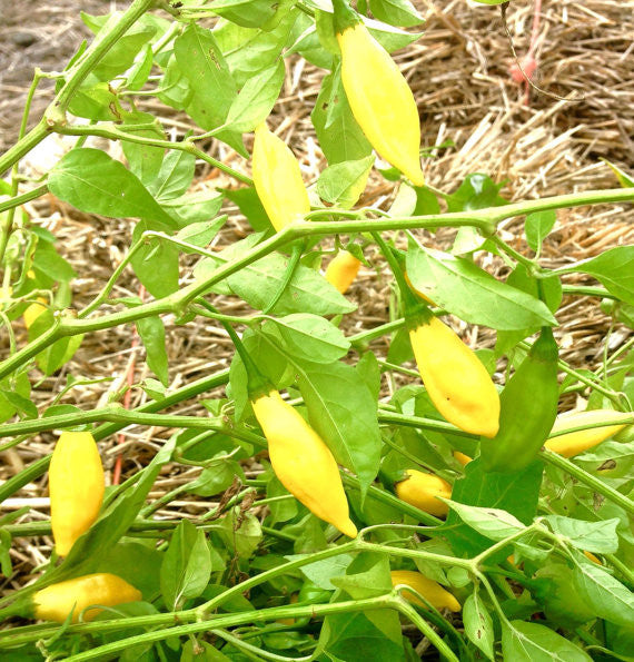 Lemon Drop Peppers Ornamental Hot Peppers 