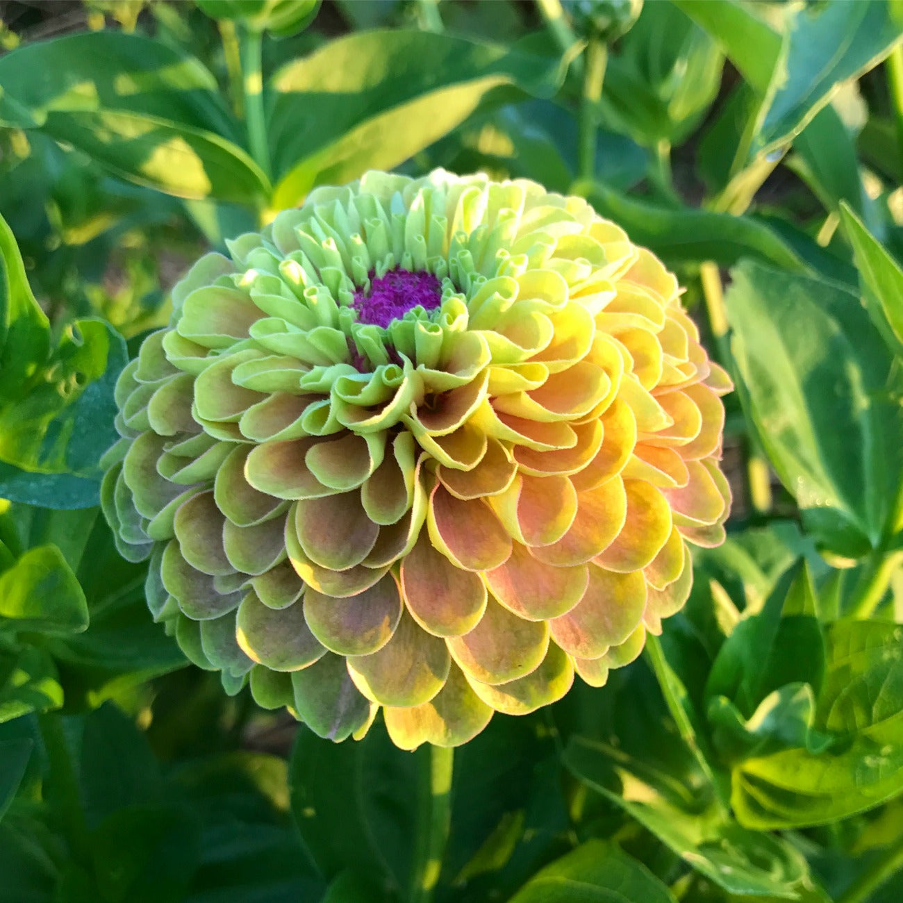 Lime Blush Zinnia in the Cutting Garden