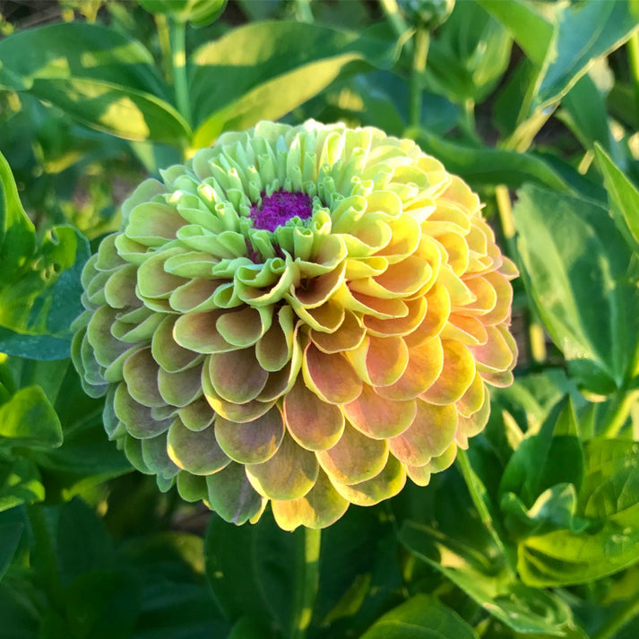 Queen Lime Blush Zinnia Seeds, Great for Cut Flower Gardens and Butter