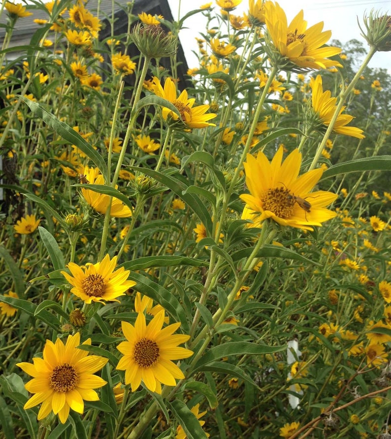 Maximilian Sunflower Seeds, Native Sunflower Seeds, Helianthus maximiliani