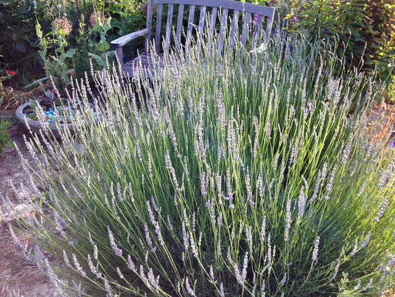 Provence Lavender in the Herb Garden