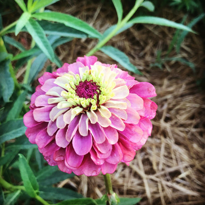 Zinnias for Butterfly Gardens- Queen Red Lime 