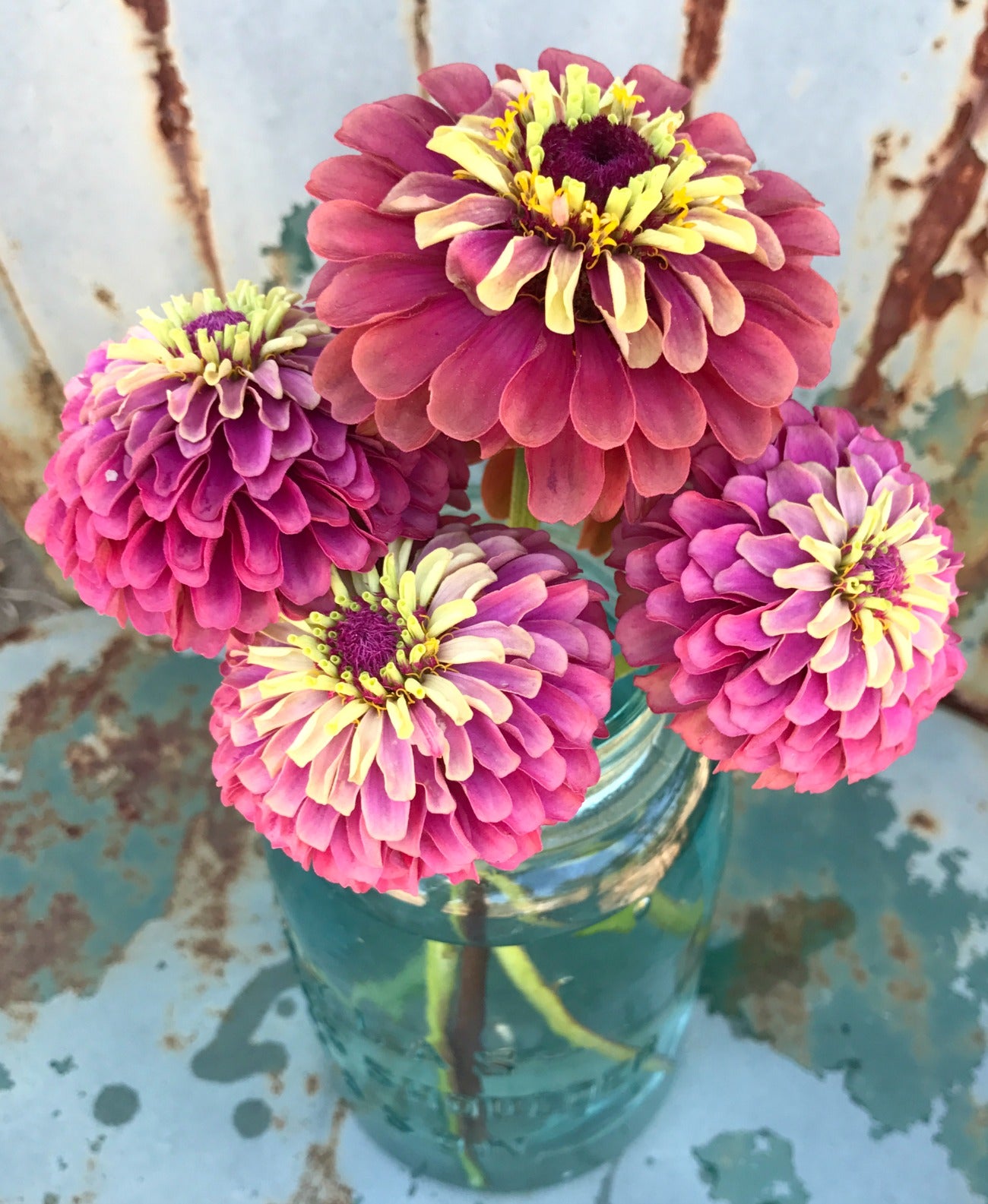 Queen Red Lime Zinnia for Cut Flower Gardens