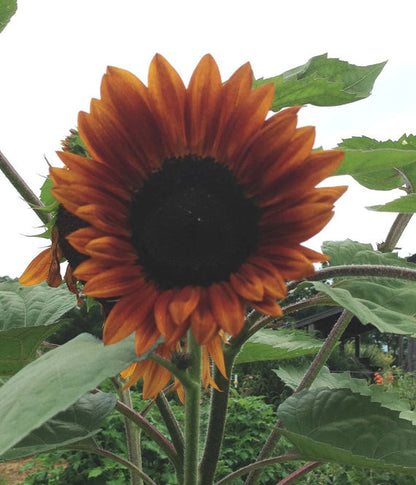 Velvet Queen Sunflower Seeds, Red Sunflowers, Great for Cut Flower Gardens