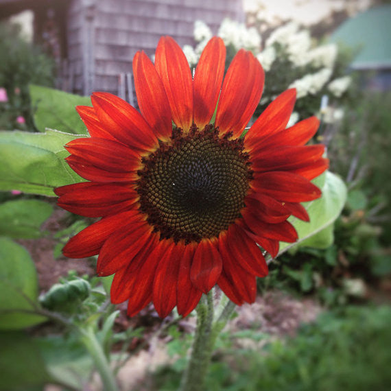 Velvet Queen Sunflower Seeds, Red Sunflowers, Great for Cut Flower Gardens